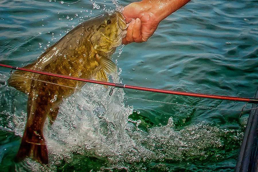 Bodies of water that hold these âbrown fishâ are always some of the more popular stops for Elite Series anglers. 