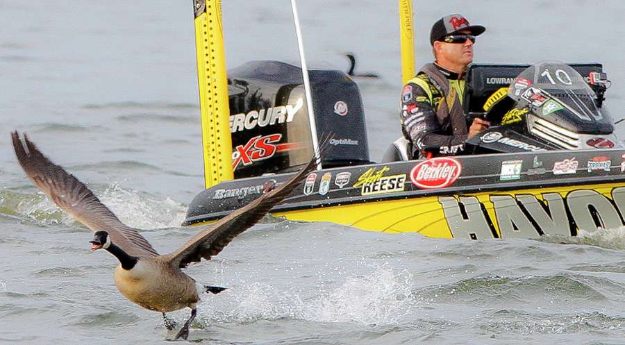 Along with Iaconelli and the remainder of the Top 12, Skeet dodged geeseâ¦