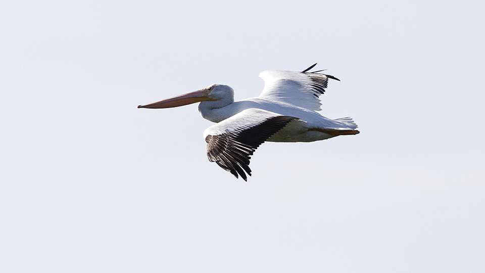 A pelican soars above Williamson as he fishes along.