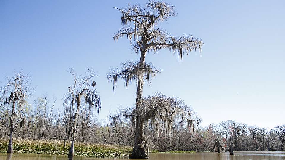 Giant cypress trees like this one grace the entire Atchafalaya Basin and each provide cover for a hungry bass to hide around. 