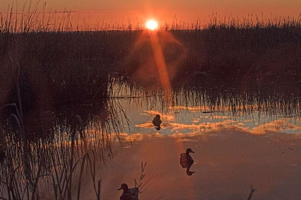 The sun would cast a reflection of clouds around his decoys and the hunt would be on.
