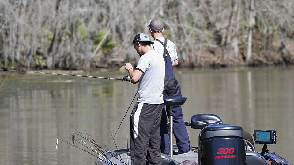 After traveling 86 miles around the Atchafalaya Basin we found our final team for the day as Cody Finkbeiner and Taylor Barton of Stephen F. Austin were fishing in a backwater canal.
