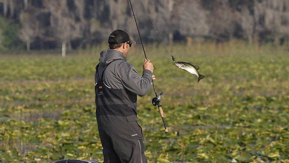It isnât a giant by any means, but for Tipp he fills his three-fish co-angler limit with this keeper bass.