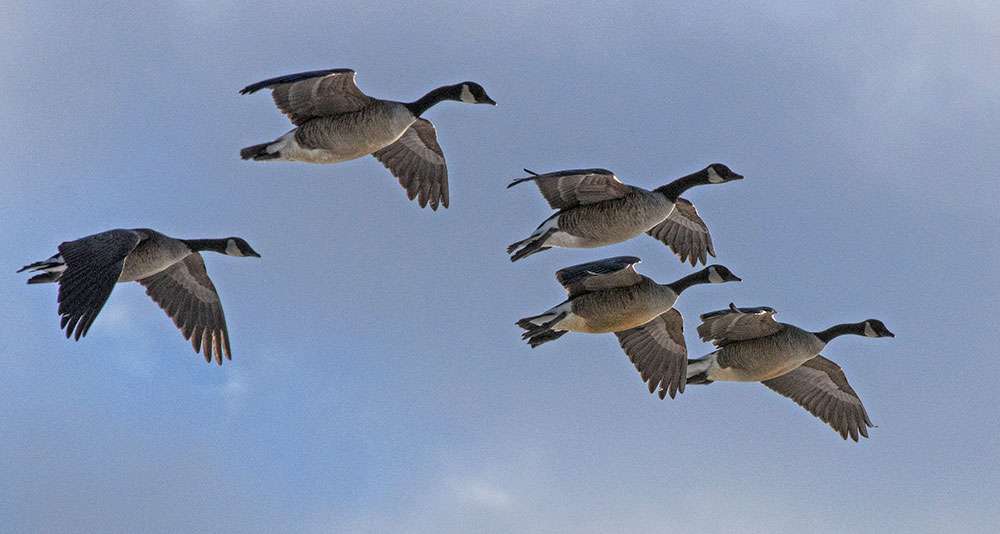 Even with the breaks, the pair called in several Canada geese.