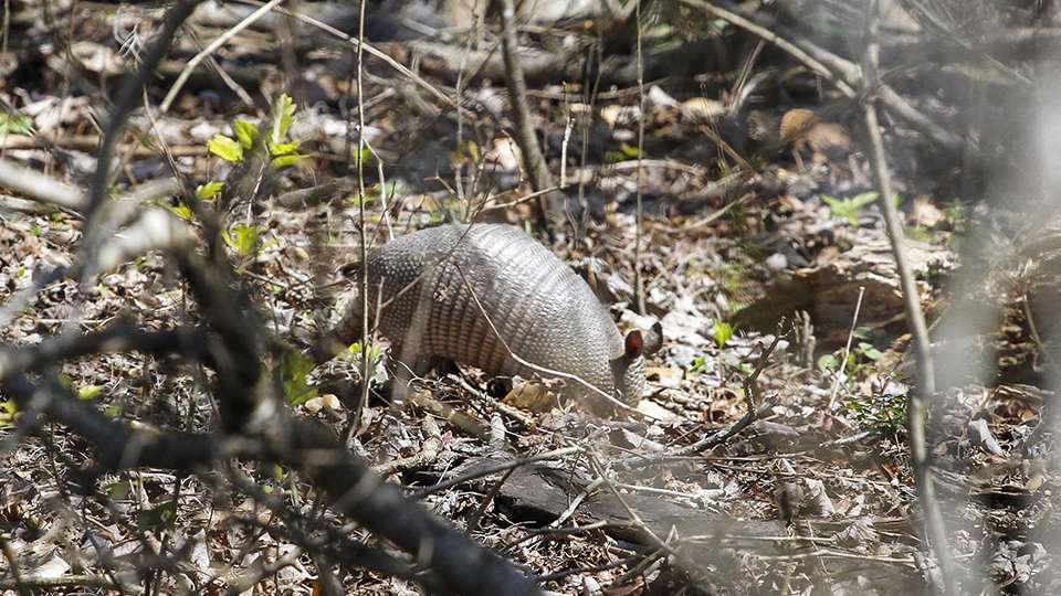 An armadillo runs through the woods nearby and causes quite a commotion. Enough to make us think there was a deer running around, but nope it was just a small armadillo.
