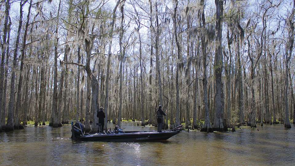 There are so many targets to hit on the Atchafalaya Basin and with every turn you could face a different kind of cover. Some canals are filled with grass, while others feature a ton of cypress trees like this one.