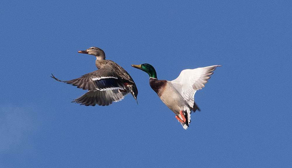 And there were occasional moments when a pair of mallards would provide an extra bit of excitement.