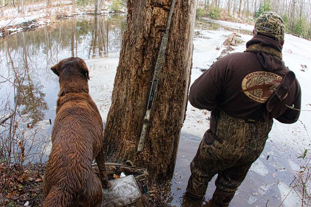 Powroznik and his retriever Scobby watch the skies waiting for ducks to float into the open water below a beaver dam on one of the creeks flowing through Blandfield Plantation.