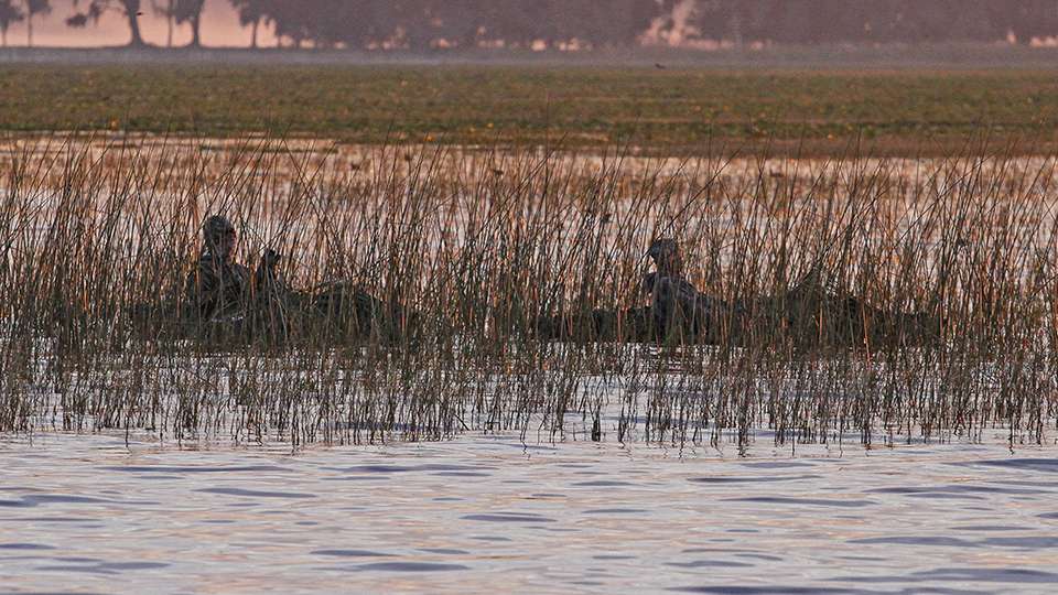 Two duck hunters were nearby hiding in a patch of reeds.