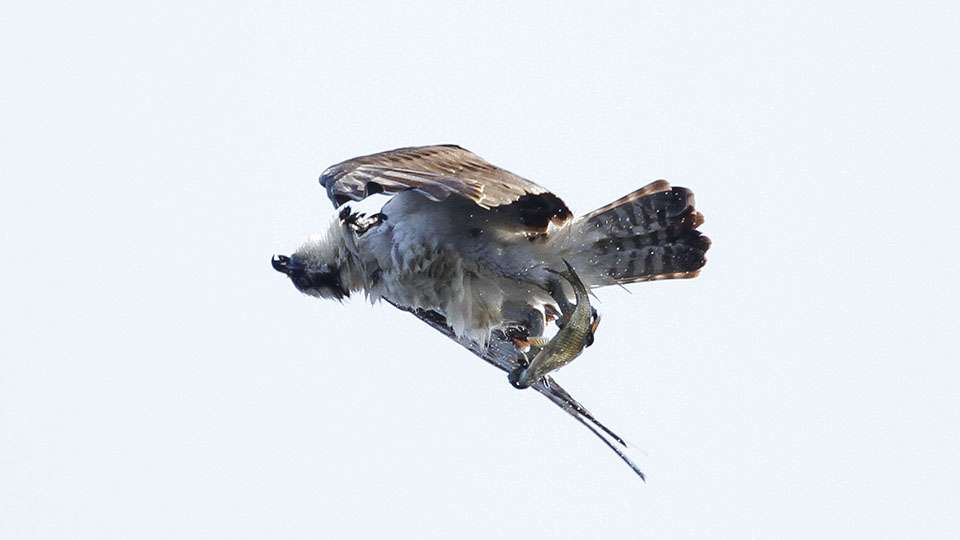 A nice little snack for the Florida osprey.