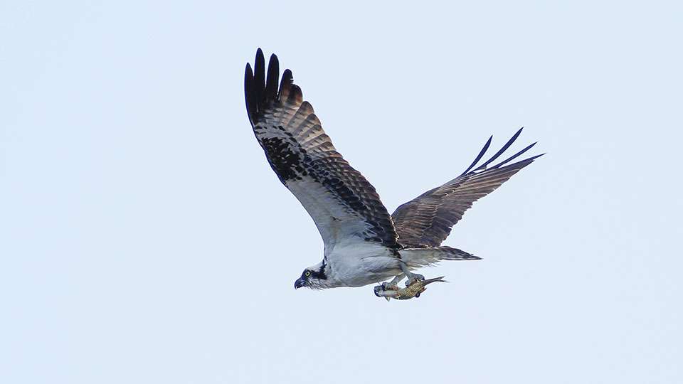 The osprey showcases some pretty impressive fishing skills by this bird. Prince would eventually head south again, but wouldnât upgrade his bag. He finished the day with just over 18 pounds and finished 6th on his home fishery. Solid week for the Palatka pro.