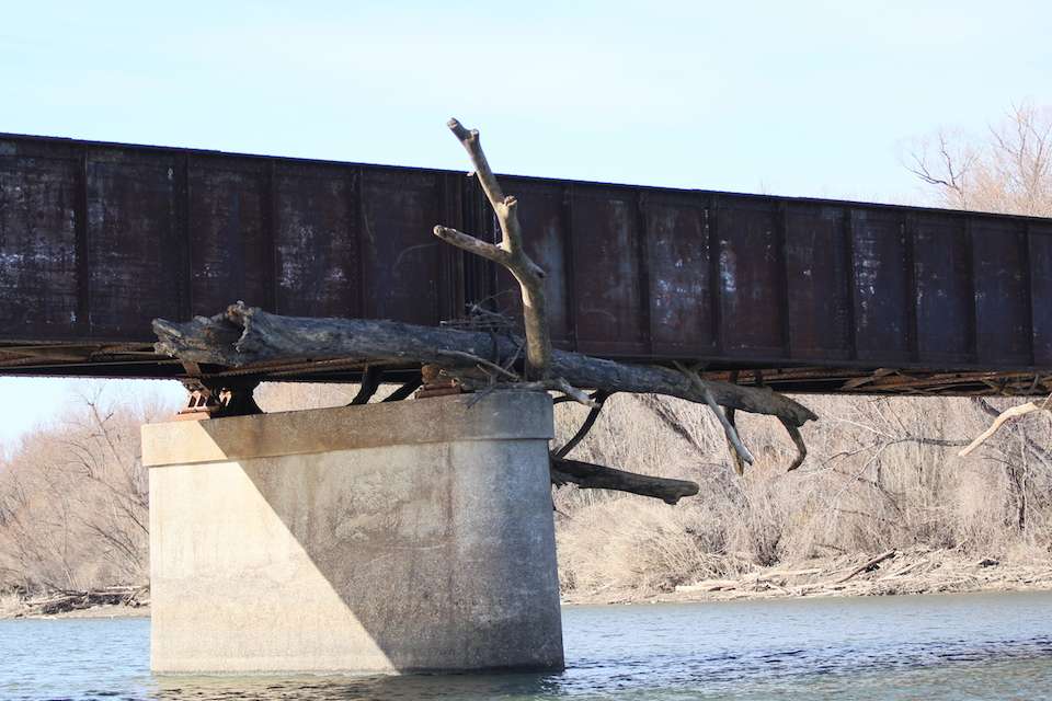 Recent high water has reached this railroad bridge and lodged magnum logs in the rafters. 