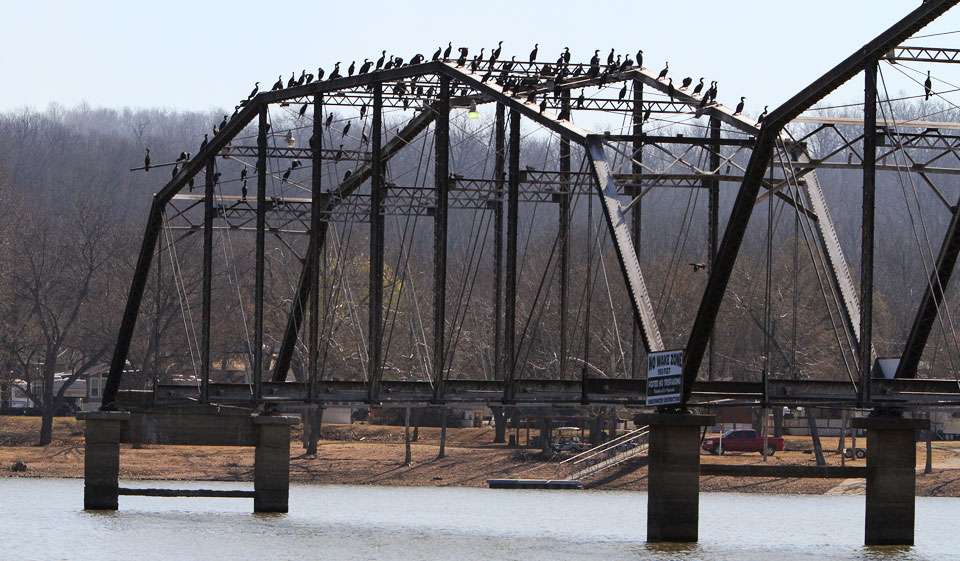 This old bridge is a cormorant roost.