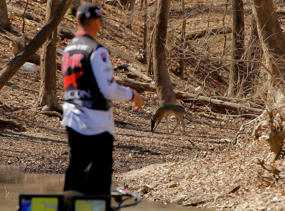 Christie is a deer hunter, and couldnât help but check out a deer feeding in the back of a pocket he was fishing. 