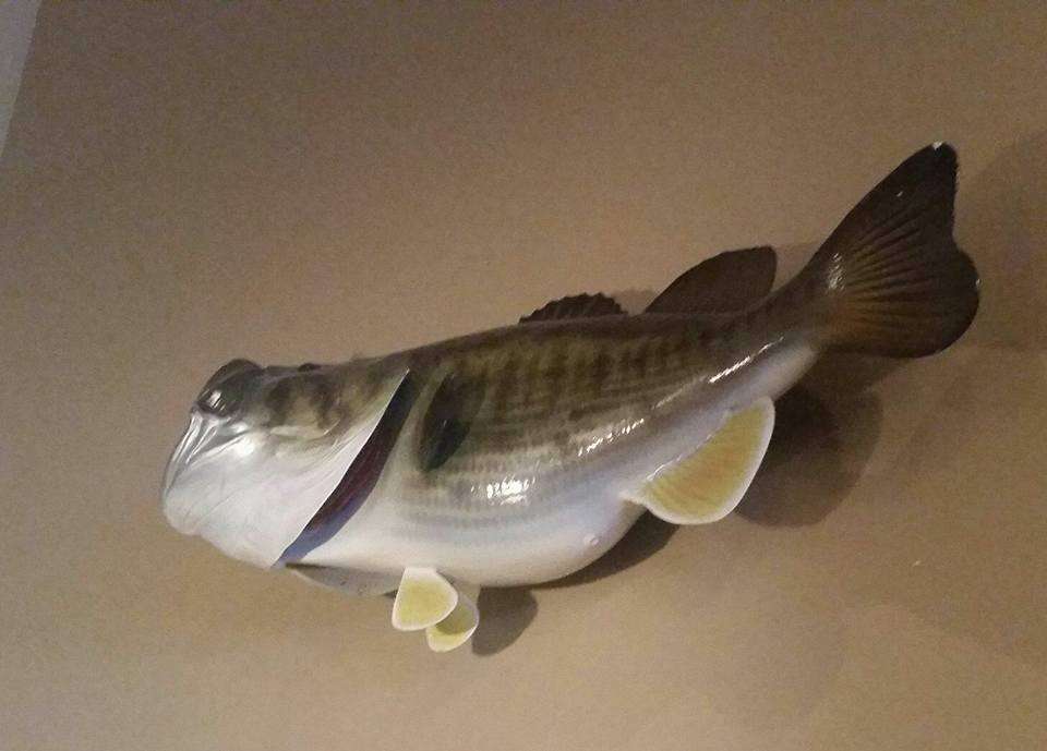 Before hitting the St. Johns, I checked out some of northern Floridaâs waterside eateries, where you can always be reminded of the local fanaticism surrounding bass fishing, including a plaque commemorating the (then) world-record bass caught by George Perry in Alabama in 1932. Hereâs a replica of the fish itself. No image of this fish can do the size of it justice. When youâre standing beneath it, staring at it, you canât help but wonder what a fish like that would feel like on the end of your line, especially if you were fishing with average bass gear. Itâd seemingly feel like you snagged an alligator, Iâd have to imagine.
