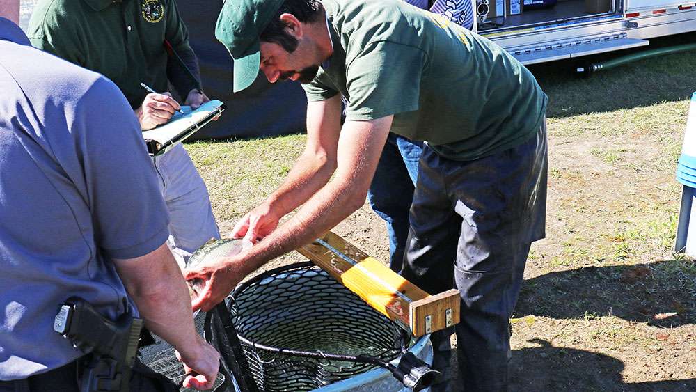 Immediately after the fish are weighed and recorded, the Alabama Wildlife and Freshwater Fisheries is on hand to record the data of every fish weighed in. This will help them determine fish populations and overall health. 