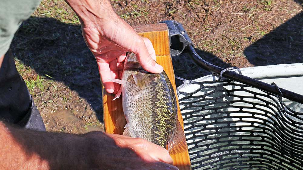 A spotted bass is bumped before moving to the live-release boats.