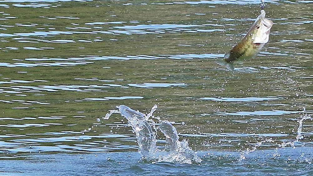 The feisty bass goes airborne ... 