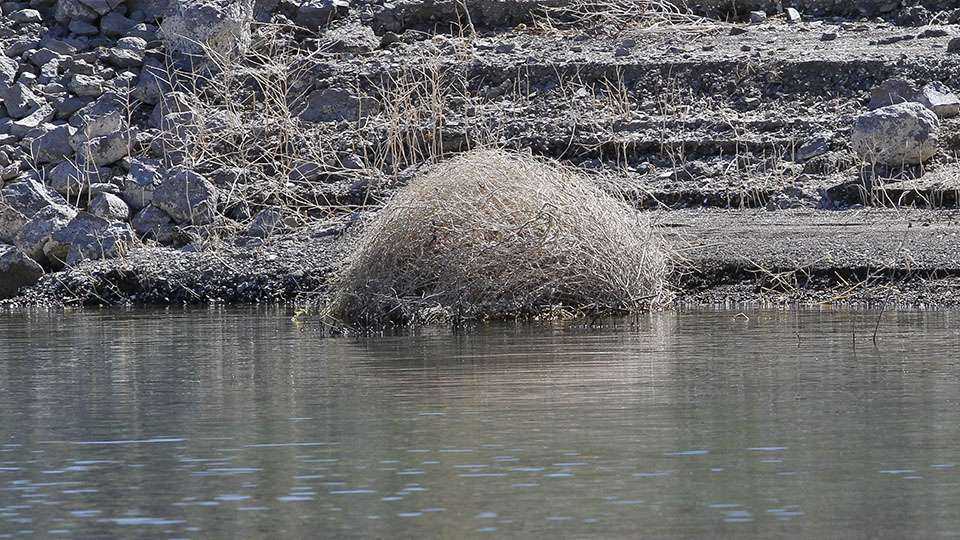 Itâs not often that tumbleweed can be considered a shoreline target for bass to hide around.