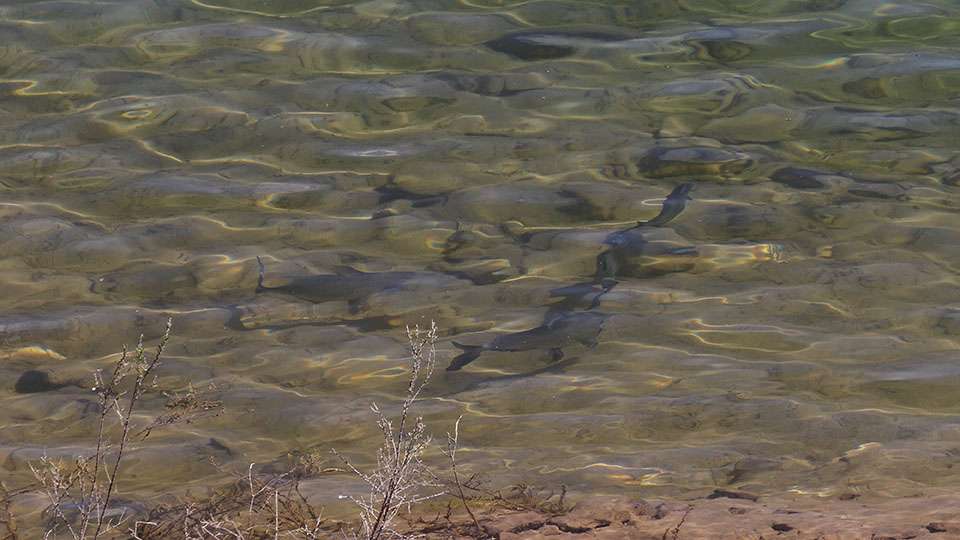 A small wolfpack of Gizzard Shad swam along the shoreline.