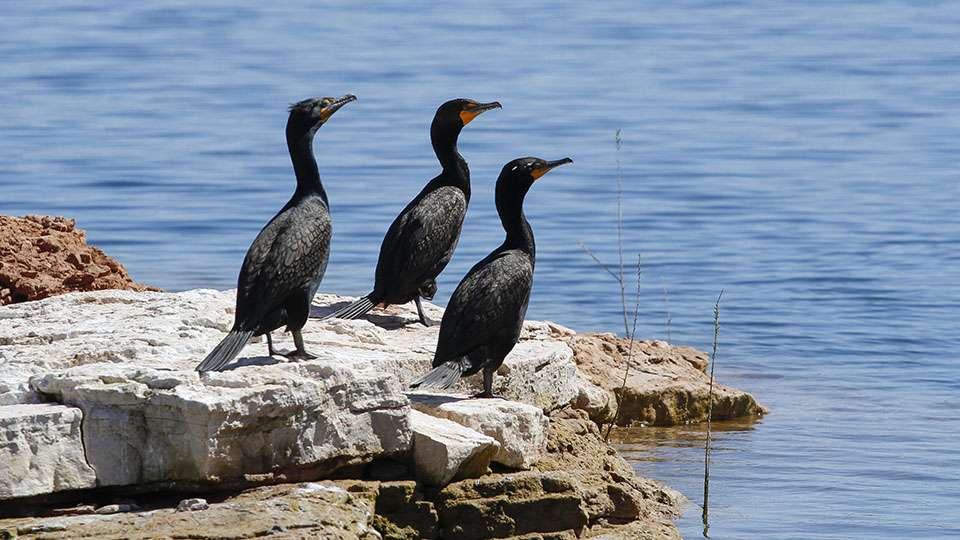 On the east coast we call these cormorants, but I donât know what the westerners refer to these birds as.