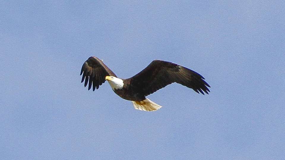 A Bald Eagle flies overhead as Hackney continues to work.