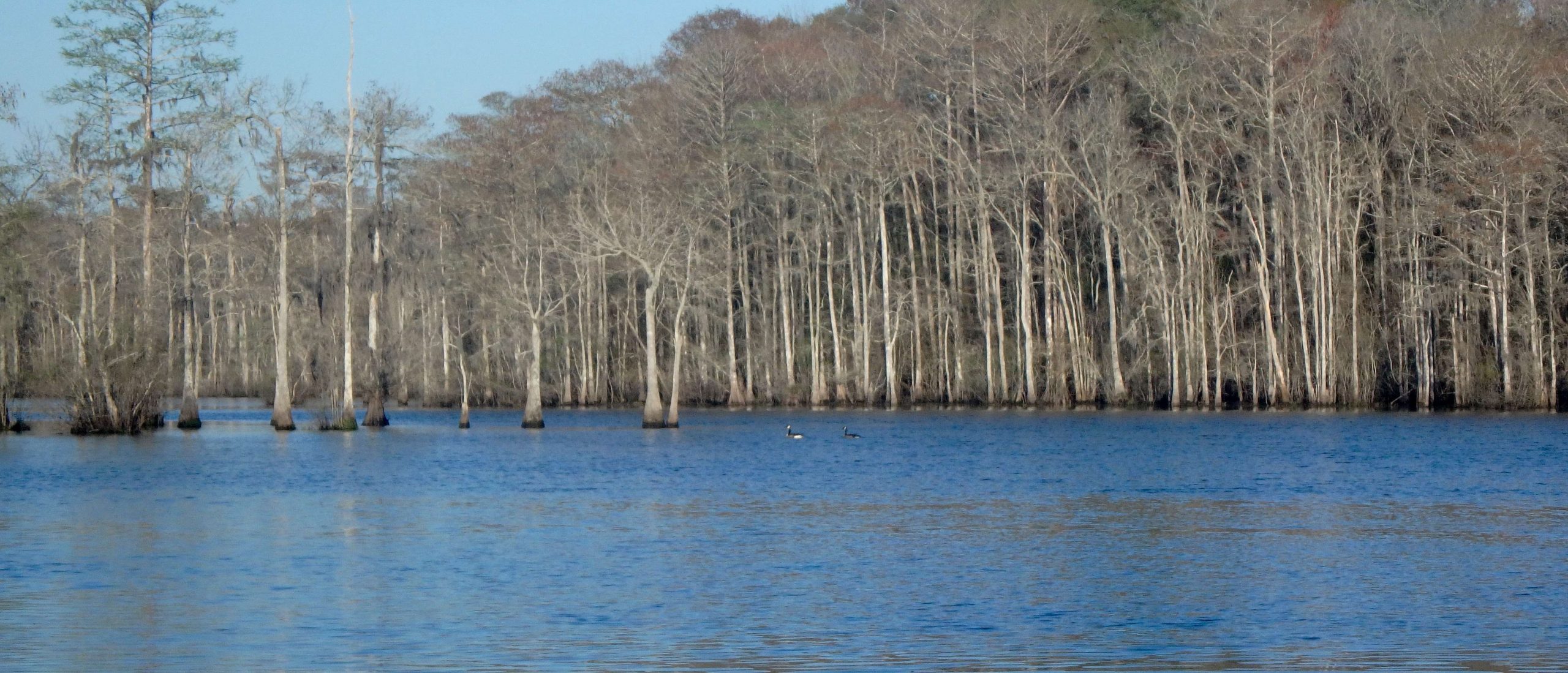 The key in this system seemed to targeting structure like this submerged treeline, which provided ample cover for feeding fish. Especially when youâve got moving water, even if the current is minimal, finding structure were bass might ambush their prey can be crucial.