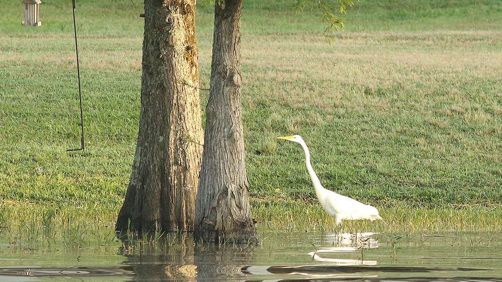 Sharing water with the egrets that were lined up and down the banks.