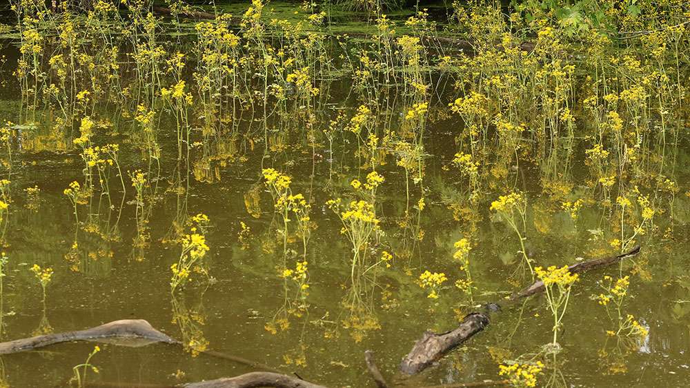 The yellow flowers on the water lilies on the bank were perfect cover for spawning fish, both bass and shad.