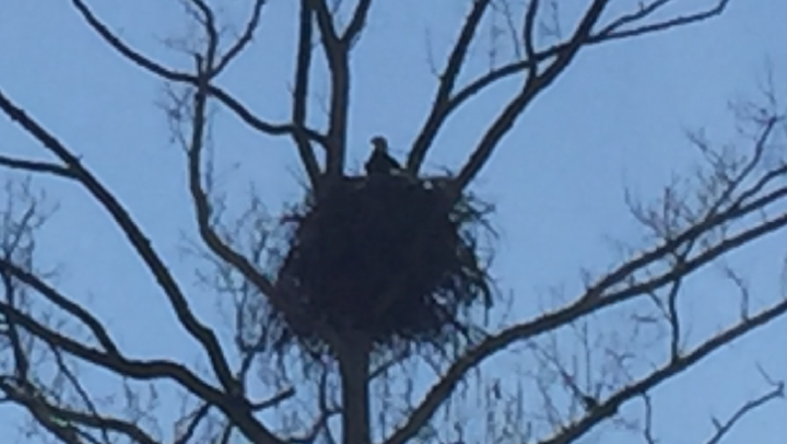 This eagle in its nest is actually rather cool with nice composition of the tree, but the quality of the zoom on a camera phone leaves a lot to be desired. Definitely not saying Marshals shouldnât try photos like that â¦