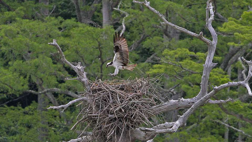 In the vicinity of Orellana is an osprey building its nest.
