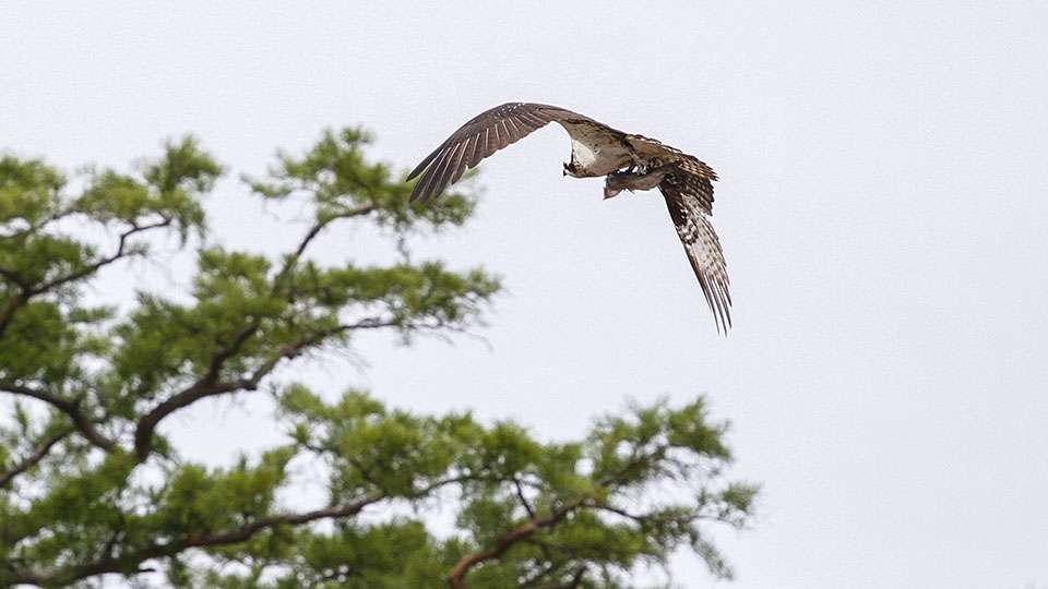An osprey flies above with a fish of its own in its talons.