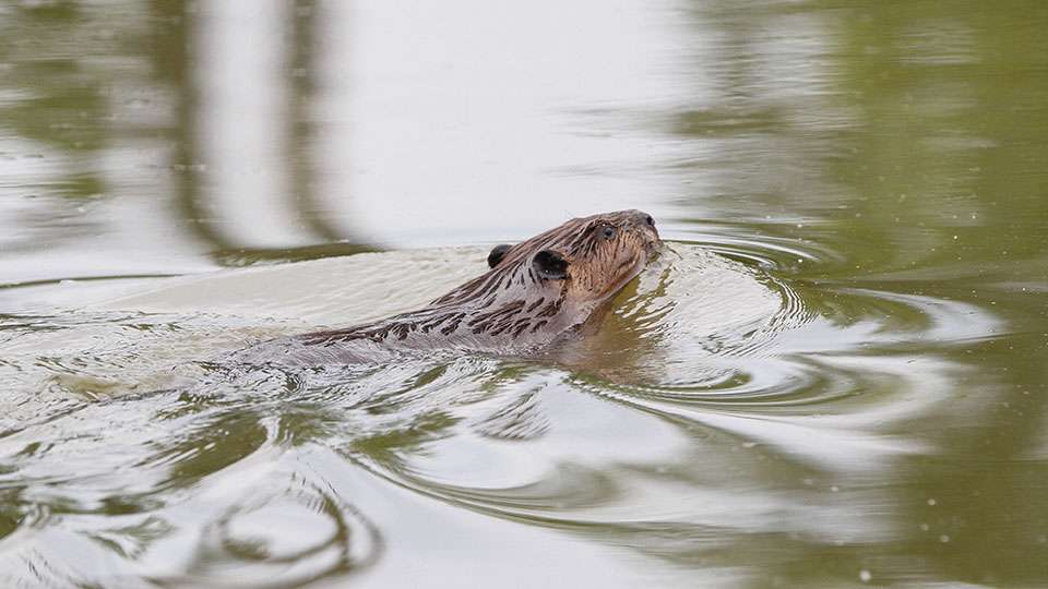 A muskrat swims by and heads out of the pocket.
