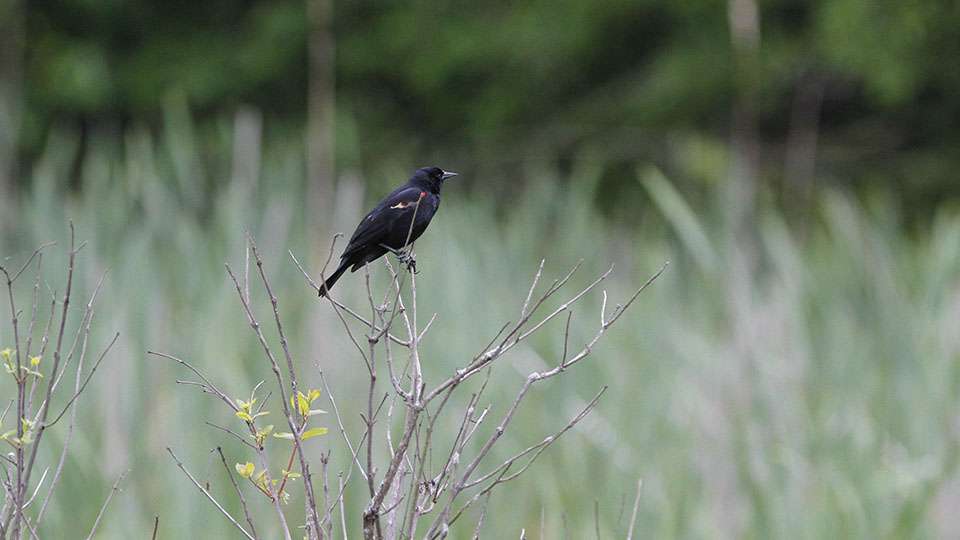 A bird is perched on a bush that Lefebre fishes around.