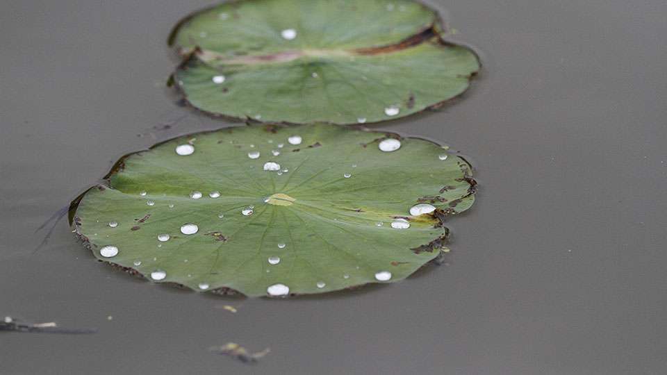 Along with grass and wood, Lefebre would fish around isolated clumps of lily pads.