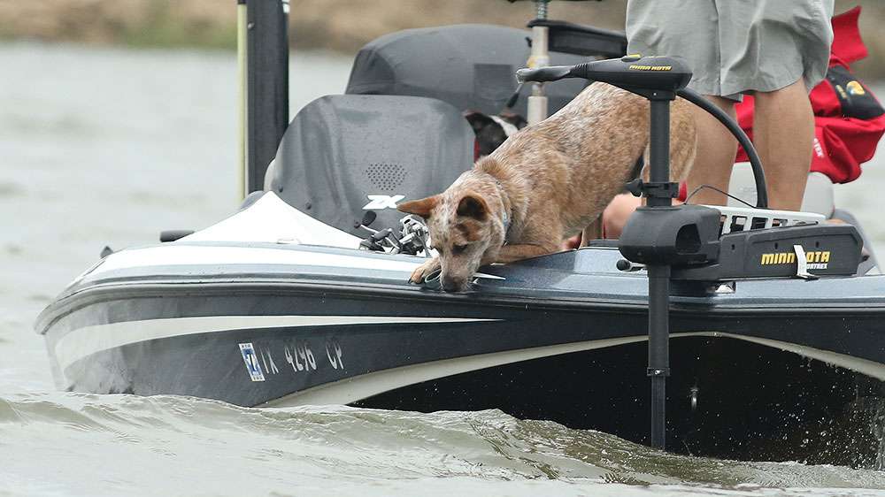 One of the spectator's dog seemed to be looking for his own fish.