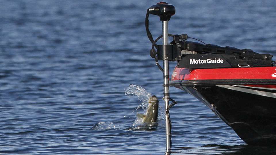 The fish surges to the surface near the trolling motor.