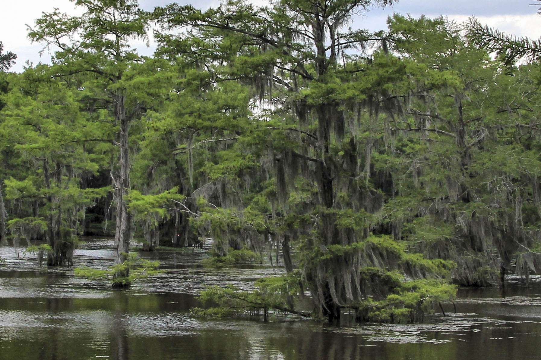 7. Caddo Lake, Louisiana [25,400 acres] If you take Toledo Bend out of the conversation, this is the best lake in Louisiana right now. An April Skeeter Trail tournament saw 11 fish over 7 pounds weighed in, including an 11.42. The winners had over 30 pounds. An April B.O.S.S. event required 26.14 pounds for first place, and a 9.58Â­-pounder took bigÂ­ bass. 