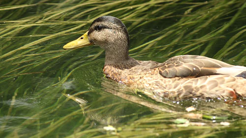 The backwaters were filled with ducks, including this mallard hen.