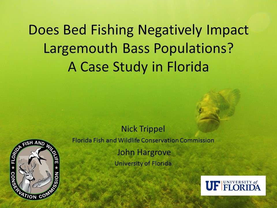  Freshwater fisheries biologists from the Florida Fish and Wildlife Conservation Commission (FWC) and the University of Florida (UF) have been studying the impacts of bed fishing on the largemouth bass populations in the Sunshine State. 