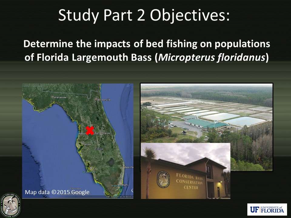 A second study was also conducted to see if bed fishing could impact the number of offspring produced, if it influenced the number of parents successfully producing young fish, and again look at individual nest success rates. This experiment was done in a controlled environment at the Florida Bass Conservation Center.