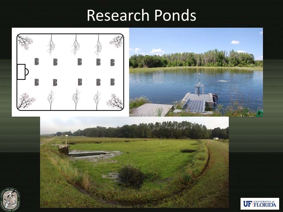 This part of the study was completed over a two year period, and identical populations of Florida bass were created using 1-acre ponds. Within each experimental year, biologists designated 5 ponds as bed-fished and 4 as controls (never fished). Brush piles and concrete blocks (pictured and in drawing) were added to provide bass habitat.
