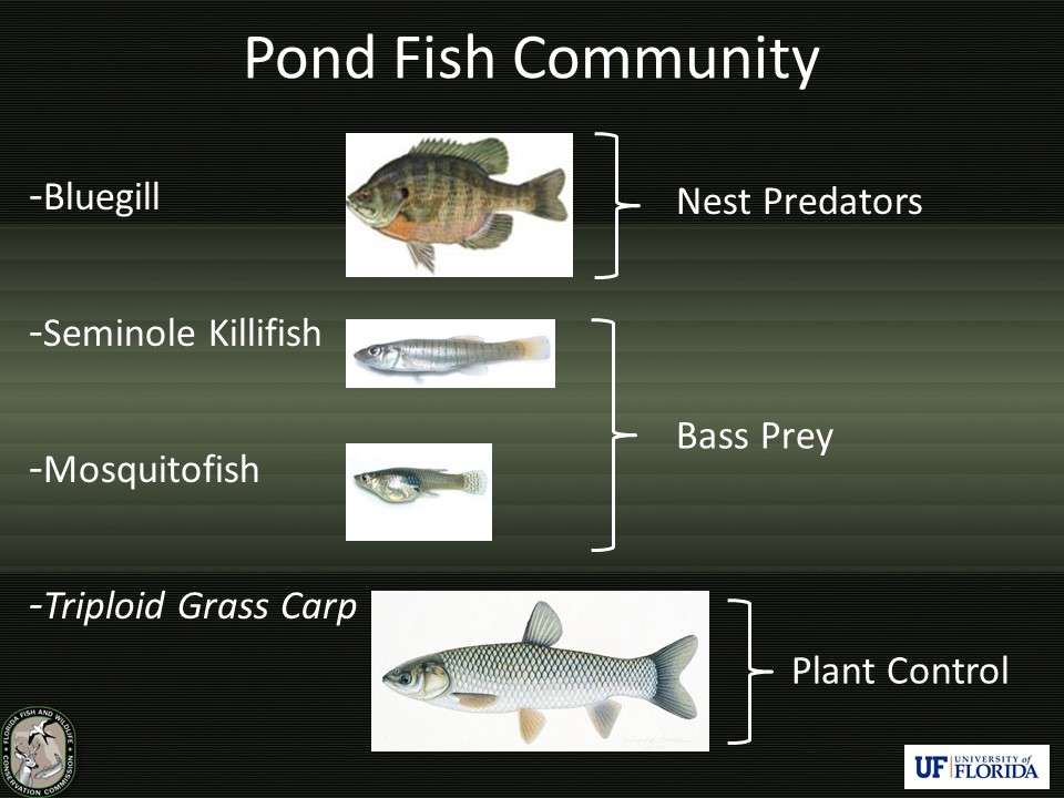 Researchers simulated a natural fish community by making sure forage and nest predator species were present in numbers and sizes comparable to local area lakes. Each year, ponds were stocked in December, just prior to the start of the spawning season. Grass carp were added to control unwanted aquatic vegetation.