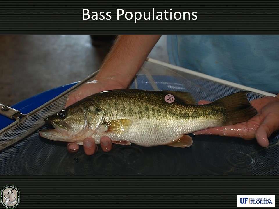 Ten sexually mature male and female bass (20 total) were stocked into each individual pond. All fish had fin clips taken for DNA analysis to determine which fish produced what young during the study. Internal tags were also implanted to allow researchers tell which fish had and had not been caught.