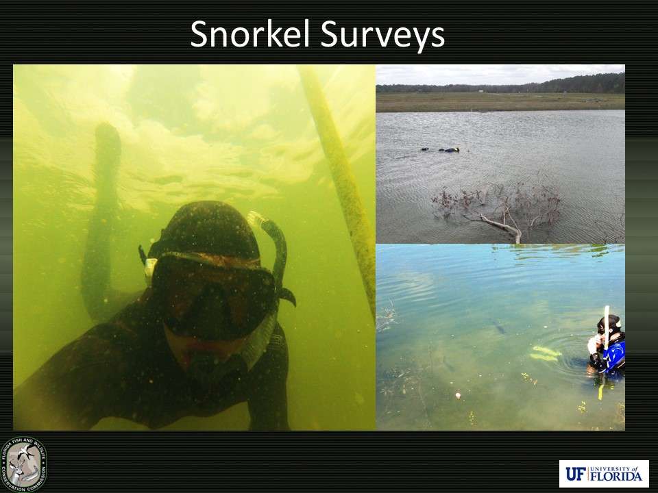 Researchers documented the fate all nesting attempts throughout the spawning season by snorkeling each pond every other day over the course of 5 months. 