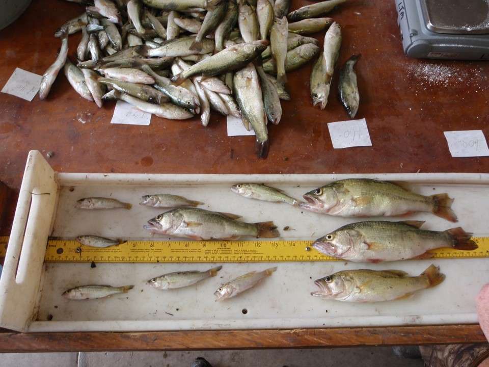 Here you can see the difference in size range of bass hatched early and late during the same spawning season. 