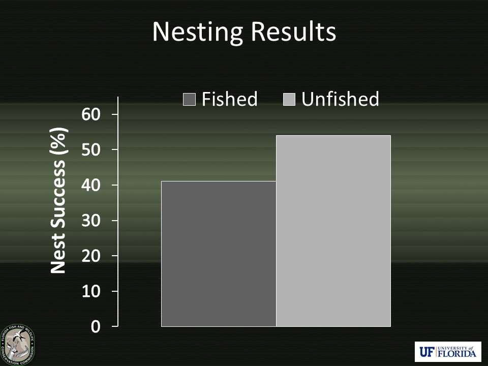 Although overall nest success rates were slightly lower in fished ponds relative to unfished populations, there were no statistically significant differences. In fact, in Year 1, fished ponds actually had higher nest success rates, whereas in Year 2, unfished populations had higher nest success.