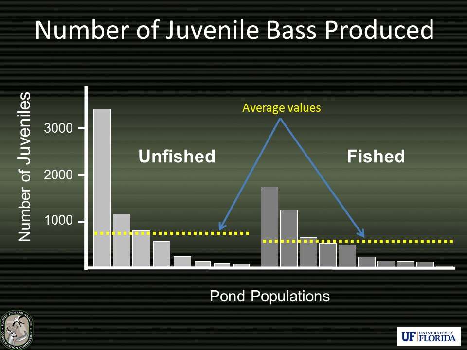 This graph displays the number of juveniles produced per pond population. The number of offspring varied considerably within fished ponds and within unfished ponds, and differences between groups were minor (not statistically significant). The dotted lines are average values using combined data from both years.