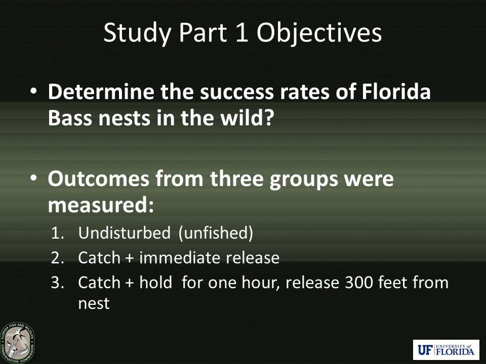 To address these concerns, a two-part study was designed. The first study focused on understanding what fraction of bass nests are successful in the wild. The success of undisturbed nests was studied alongside nests within the same lakes that were subjected to bed fishing.