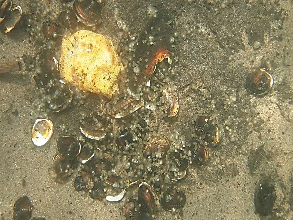 In order to ensure the potential impacts were the same across test groups, only nests with eggs (the round blobs amongst the shells) were used for this study. 